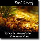 Pete the Algae-Eating Aquarium Fish
